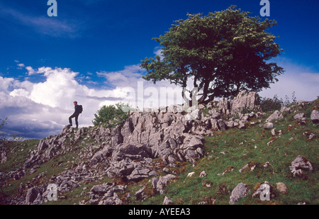 Walker su Ulster modo vicino le grotte di Marble Arch, Co Fermanagh, Irlanda del Nord Foto Stock