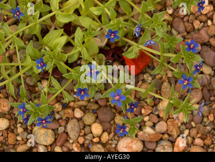 Modulo blu di scarlet pimpernel Anagallis arvense ssp caerulea Foto Stock