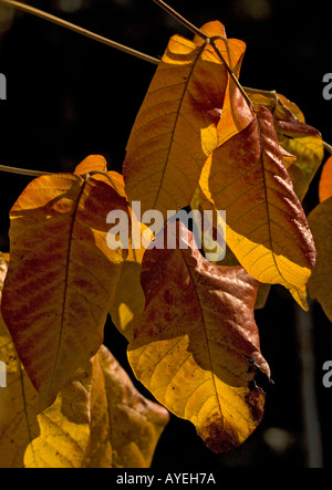 Poison Ivy (Toxicodendron radicans) autunno, close-up Foto Stock