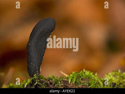 Uomo morto dita Xylaria polymorpha nel bosco di faggio Foto Stock