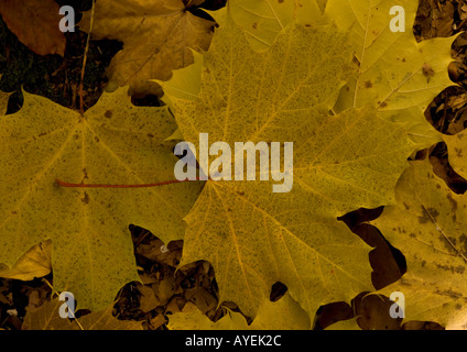 Foglie di Norvegia acero in autunno Acer platanoides Foto Stock