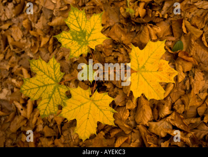 Fallen norway maple leaves with young sapling growing in shade, autumn, close-up Foto Stock