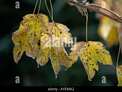 Foglie di platano (Acer pseudoplatanus) nel gelo, close-up Foto Stock