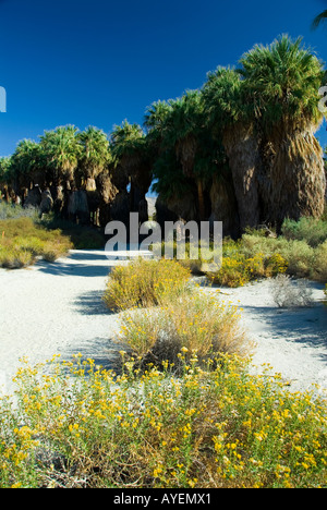 Valle di Coachella preservare California Foto Stock