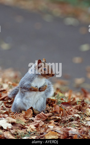 Scoiattolo grigio si mise a sedere sulle zampe posteriori in foglie di autunno autunno. Foto Stock