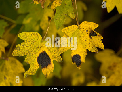 Campo di foglie di acero in autunno infettate con tar fungo spot Rhytisma acerinum Foto Stock