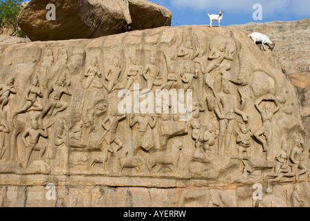 Arjuns penitenza Rock Carving in rilievo a Mamallapuram India del Sud Foto Stock