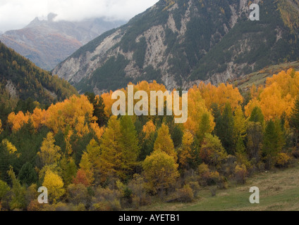 Incredibile Colore di autunno nella valle dell'Ubaye Alpi Marittime pioppo nero aspens larice di pino silvestre etc Foto Stock