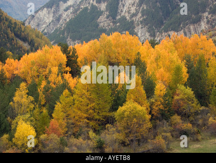 Incredibile Colore di autunno nella valle dell'Ubaye Alpi Marittime pioppo nero aspens larice di pino silvestre etc Foto Stock