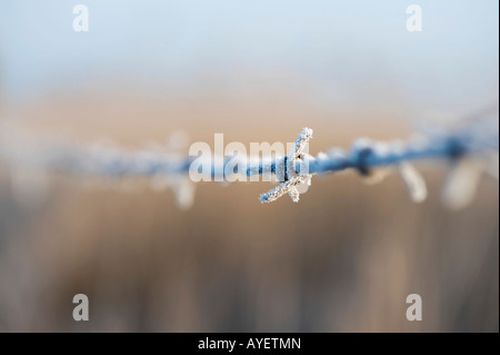 Frosty filo spinato. Messa a fuoco selettiva Foto Stock