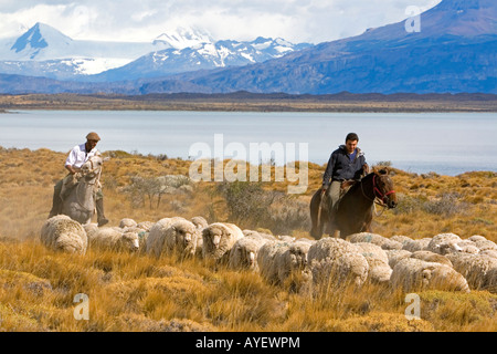 Gauchos allevamento ovini vicino Lago Argentino sul nasello di Patagonia praterie vicino a El Calafate Argentina Foto Stock
