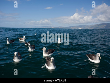 Il Salvin albatri o mollymawks precedentemente una varietà di timido mollymawk. Diomedea salvini, appoggiato sul mare Foto Stock