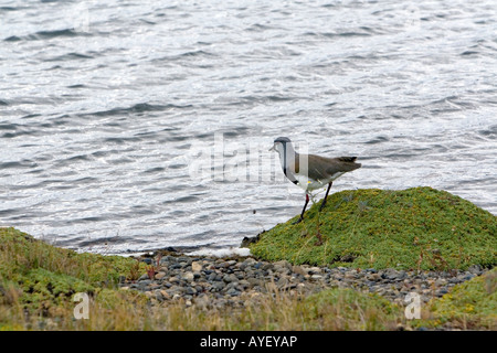 Pavoncella meridionale sulla banca del lago Argentino vicino a El Calafate in Patagonia Argentina Foto Stock