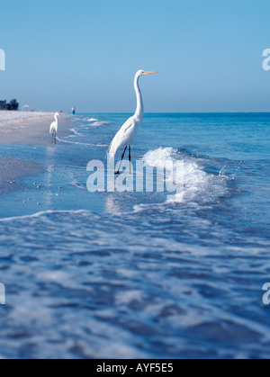 Un bianco Florida Garzetta permanente sulla spiaggia presso l'acqua s edge Foto Stock