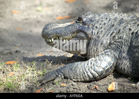 Primo piano del profilo del coccodrillo americano s di testa e gamba anteriore Foto Stock