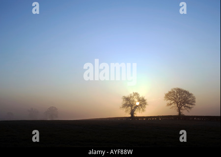 Silhouette di alberi nella nebbia nella campagna inglese. Oxfordshire. Regno Unito Foto Stock