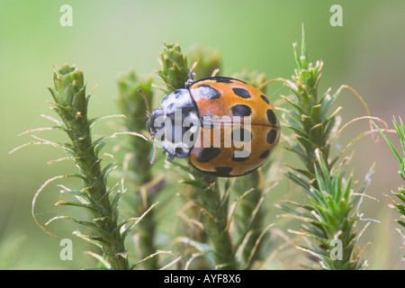 Dieci spot coccinella Adalia 10 punctata arrampicata su muschi LANCASHIRE REGNO UNITO Foto Stock