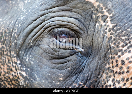 Captive elefanti occhio in un elefante santuario. Il Kerala, India Foto Stock