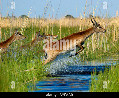 Primo piano di azione di arresto alla mandria di Lechwe saltando attraverso un ruscello in alti erba verde di permanentemente allagate zone umide di Okavango Delta Botswana Africa Foto Stock