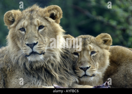 Leone asiatico Foto Stock