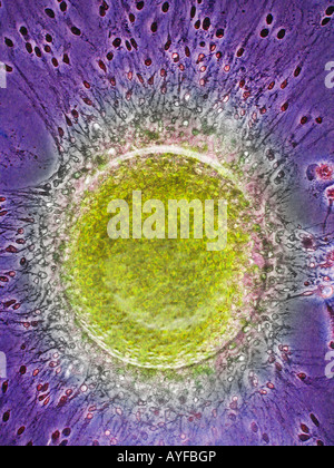 Sperma umano fecondare le cellule uovo fecondato Foto Stock