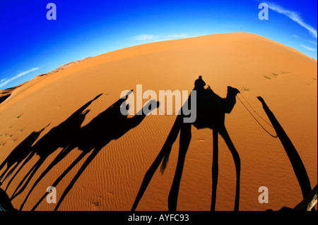 Turismo le ombre proiettate da un turista camel trek nelle dune di sabbia di Erg Chebbi zona deserto del Sahara in Marocco Modello rilasciato Foto Stock