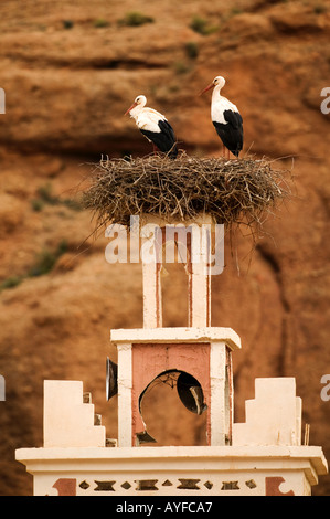 Cicogna bianca Ciconia ciconia nidificazione sul minareto della moschea del Dades valley gorge Marocco Marocco attraverso MIGRATORI E Foto Stock