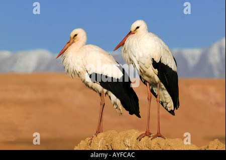 Cicogna bianca Ciconia ciconia montagne Atlas in background migratorio Marocco attraverso Europa Asia e Africa Foto Stock