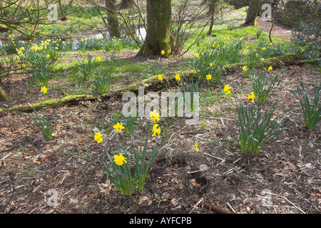 Daffodills nella primavera Witton Country Park Blackburn Lancashire Foto Stock