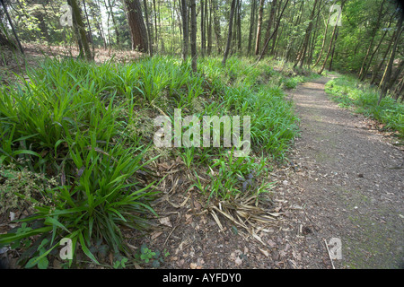 Witton Country Park legno rush molla Blackburn Lancashire Foto Stock