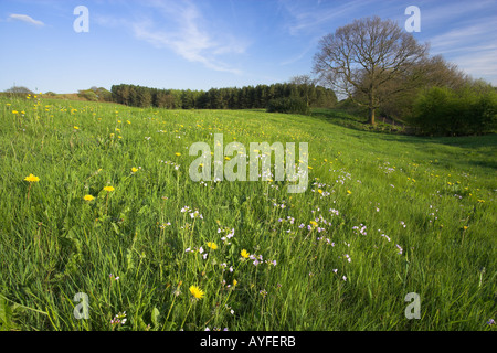 Il tarassaco e il cuculo fiore in primavera serbatoio Wayoh Blackburn Lancashire Foto Stock