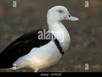 Rajah shelduck (Tadorna radjah) close-up Foto Stock