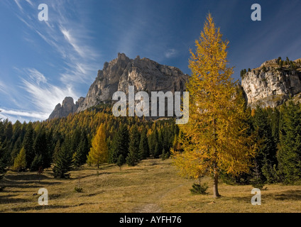 I larici nel colore di autunno sulle pendici della Tofana di Rozes nelle Dolomiti italiane. Norvegia abeti rossi al di là Foto Stock