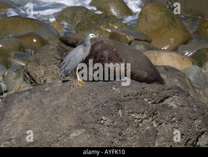 Di fronte bianco heron Egretta novaehollandiae Bianco di fronte heron in piedi dalla Nuova Zelanda pelliccia sigillo Arctocephalus forsteri Foto Stock