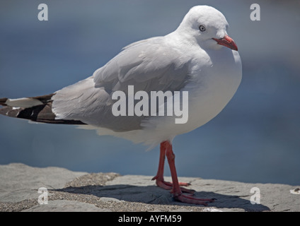 Red fatturati gabbiano (Larus novaehollandiae) Isola del Sud della Nuova Zelanda Foto Stock