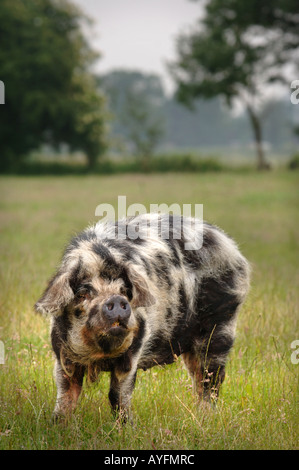 UN MAIALE DI KUNE KUNE Foto Stock