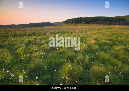 La brughiera al crepuscolo lepri di coda di erba di cotone Eriophorum vaginatum Belmont Chorley LANCASHIRE REGNO UNITO Foto Stock