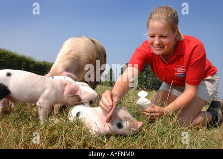 Una farm PARK ASSISTANT applica il blocco di Sun per le orecchie di un GLOUCESTER OLD SPOT maialino al Cotswold Farm Park Foto Stock