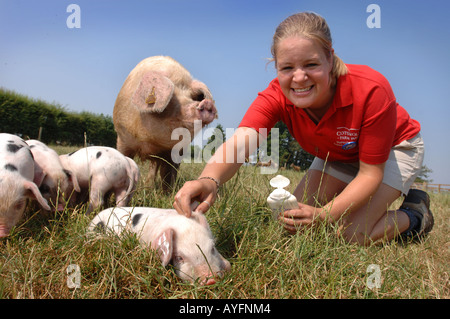 Una farm PARK ASSISTANT applica il blocco di Sun per le orecchie di un GLOUCESTER OLD SPOT maialino al Cotswold Farm Park Foto Stock