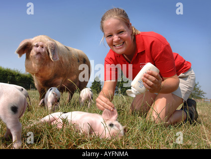 Una farm PARK ASSISTANT applica il blocco di Sun per le orecchie di un GLOUCESTER OLD SPOT maialino al Cotswold Farm Park Foto Stock