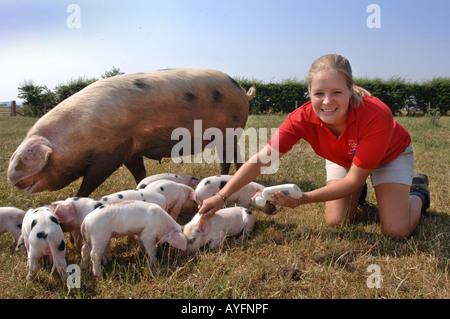 Una farm PARK ASSISTANT applica il blocco di Sun per le orecchie di un GLOUCESTER OLD SPOT maialino al Cotswold Farm Park Foto Stock