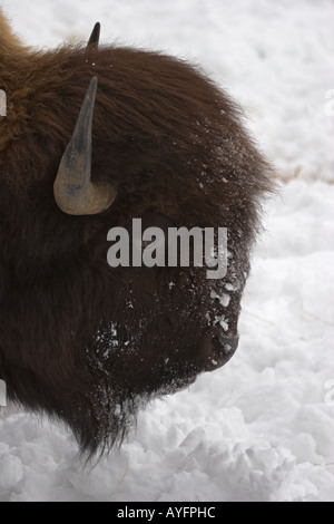 Il bufalo, Bison bison, in inverno la neve, nel Parco Nazionale di Yellowstone, Foto Stock