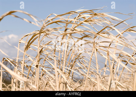 I biocarburanti - Il miscanto - cresce nelle zone rurali del Northamptonshire, Regno Unito Foto Stock