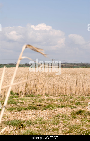 I biocarburanti - Il miscanto - cresce nelle zone rurali del Northamptonshire, Regno Unito Foto Stock