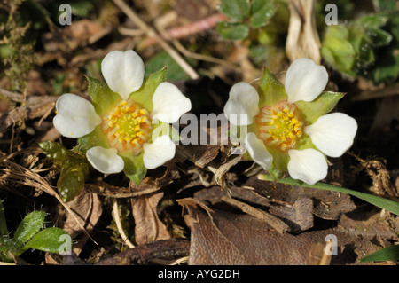 Sterile Fragola, potentilla sterilis Foto Stock