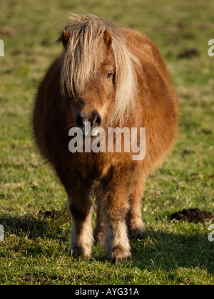 Ritratto di un pony Shetland di colore bruno con lunghi peli lanosi fur guardando nella telecamera Foto Stock