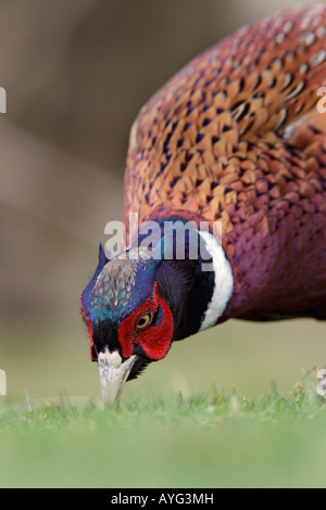 Pheasant Phasianus colchicus close up di alimentazione maschio sull'erba Potton Bedfordshire Foto Stock