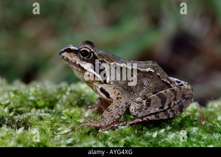 Rana comune Rana temporaria seduti al bordo delle acque sulla pietra di muschio Potton Bedfordshire Foto Stock