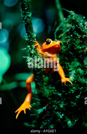 Golden toad, bufo periglenes, Monteverde Cloud Forest Riserve, Monteverde Cloud Forest, Monteverde, puntarenas provincia, Costa Rica Foto Stock