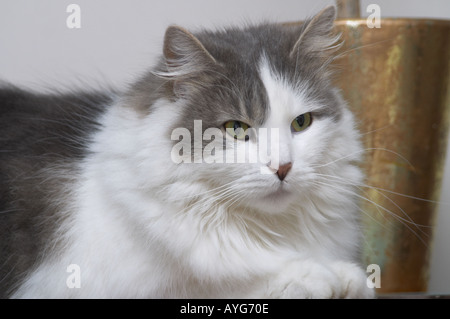 Bella femmina adulto fluffy Gatto sdraiato con la sua attenzione catturati da qualcosa Foto Stock